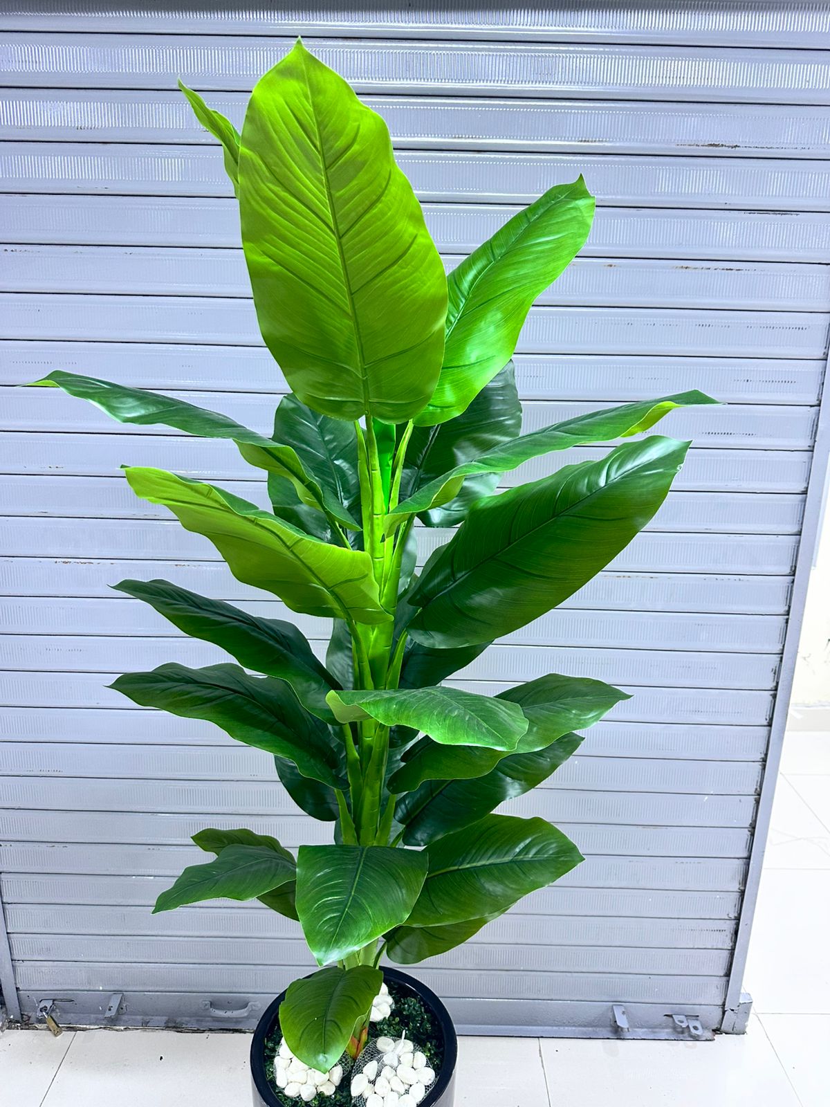 Planta Achira | base de fibra de vidrio | 200cm